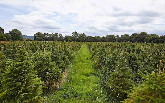 London&rsquo;s Christmas Tree Rental Provides A Solution That Solves The Real VS. Artificial Tree Debate