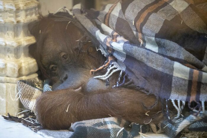 The Family Of Orangutans That Went Viral For Making Friends With Otters Now Celebrates The Birth Of Their “Oranguson” The Family Of Orangutans That Went Viral For Making Friends With Otters Now Celebrates The Birth Of Their “Oranguson”