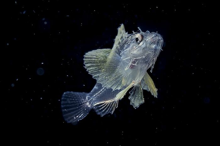Blackwater Photographer Captures A Young Octopus With A Transparent Head, And You Can Even See Its Brain Blackwater Photographer Captures A Young Octopus With A Transparent Head, And You Can Even See Its Brain