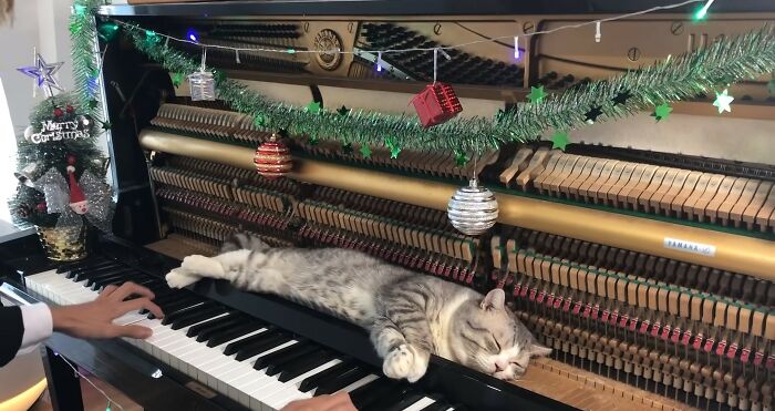 People Are Loving This Video Of A Cat Getting A "Piano Hammer Massage" While His Owner Plays Christmas Songs People Are Loving This Video Of A Cat Getting A "Piano Hammer Massage" While His Owner Plays Christmas Songs