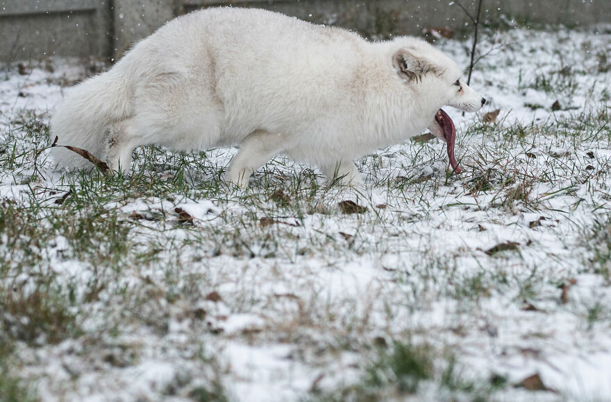 Here's How A Snow Fox We Rescued From A Fur Farm Reacted To Snow For The First Time In His Life Here's How A Snow Fox We Rescued From A Fur Farm Reacted To Snow For The First Time In His Life