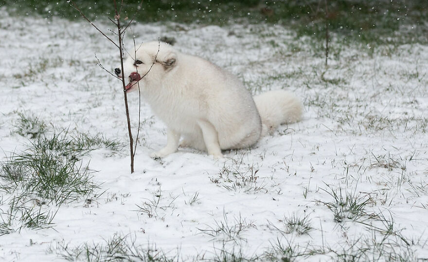 Here's How A Snow Fox We Rescued From A Fur Farm Reacted To Snow For The First Time In His Life Here's How A Snow Fox We Rescued From A Fur Farm Reacted To Snow For The First Time In His Life