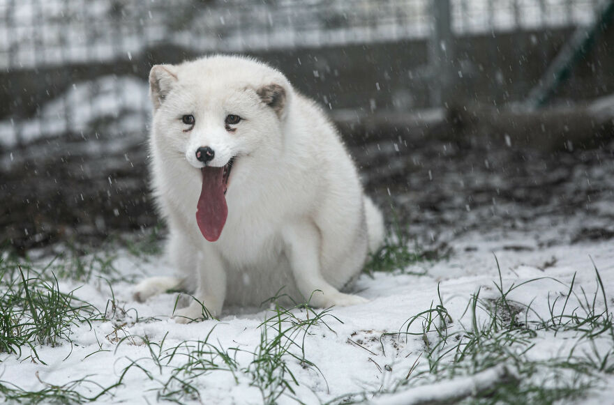 Here's How A Snow Fox We Rescued From A Fur Farm Reacted To Snow For The First Time In His Life