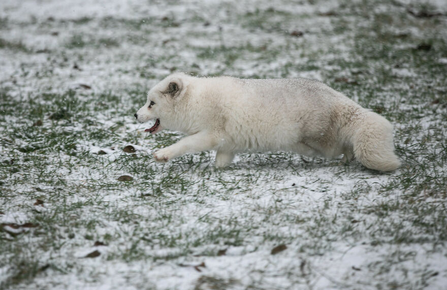 Here's How A Snow Fox We Rescued From A Fur Farm Reacted To Snow For The First Time In His Life