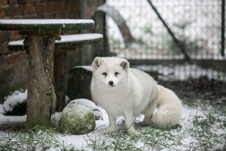 Here's How A Snow Fox We Rescued From A Fur Farm Reacted To Snow For The First Time In His Life Here's How A Snow Fox We Rescued From A Fur Farm Reacted To Snow For The First Time In His Life