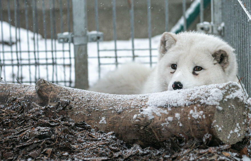 Here's How A Snow Fox We Rescued From A Fur Farm Reacted To Snow For The First Time In His Life Here's How A Snow Fox We Rescued From A Fur Farm Reacted To Snow For The First Time In His Life