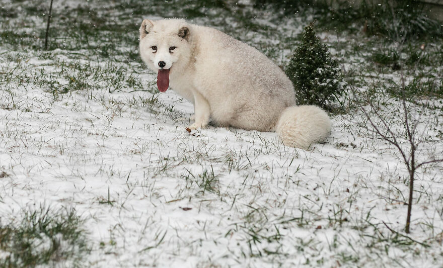 Here's How A Snow Fox We Rescued From A Fur Farm Reacted To Snow For The First Time In His Life