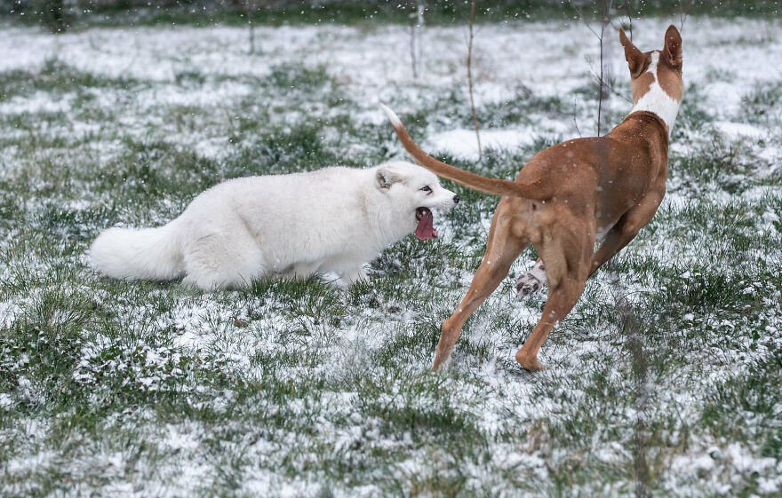 Here's How A Snow Fox We Rescued From A Fur Farm Reacted To Snow For The First Time In His Life