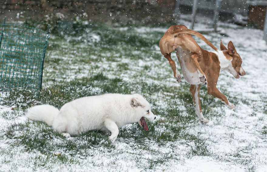 Here's How A Snow Fox We Rescued From A Fur Farm Reacted To Snow For The First Time In His Life