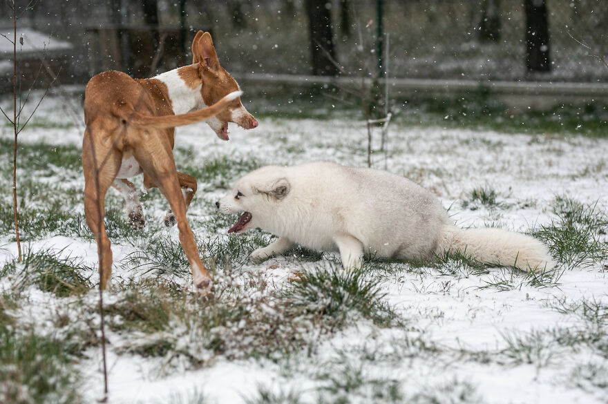 Here's How A Snow Fox We Rescued From A Fur Farm Reacted To Snow For The First Time In His Life