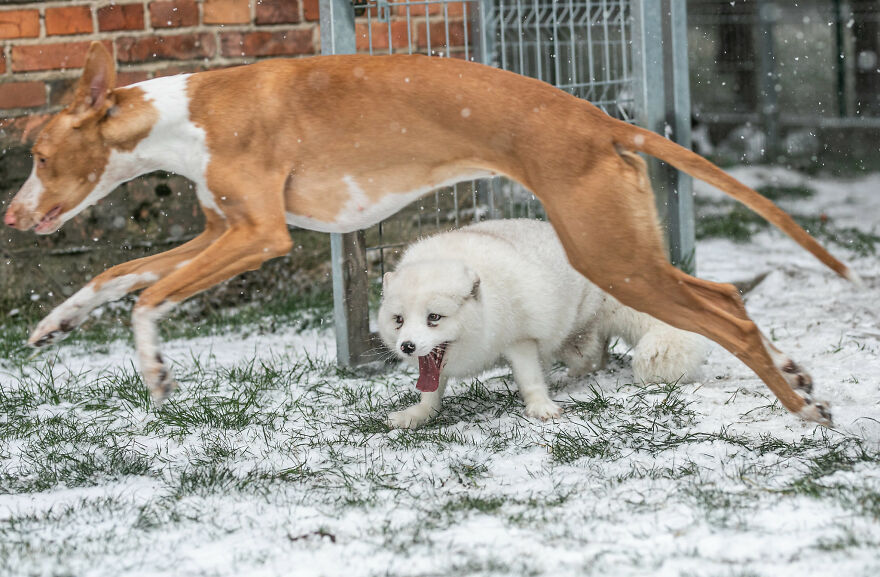 Here's How A Snow Fox We Rescued From A Fur Farm Reacted To Snow For The First Time In His Life Here's How A Snow Fox We Rescued From A Fur Farm Reacted To Snow For The First Time In His Life