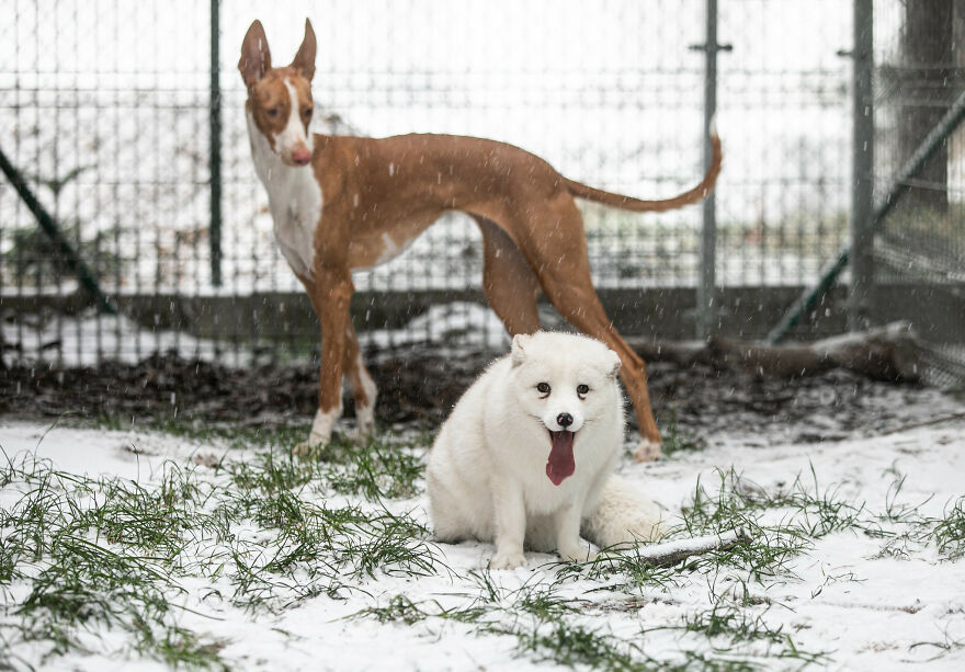Here's How A Snow Fox We Rescued From A Fur Farm Reacted To Snow For The First Time In His Life Here's How A Snow Fox We Rescued From A Fur Farm Reacted To Snow For The First Time In His Life