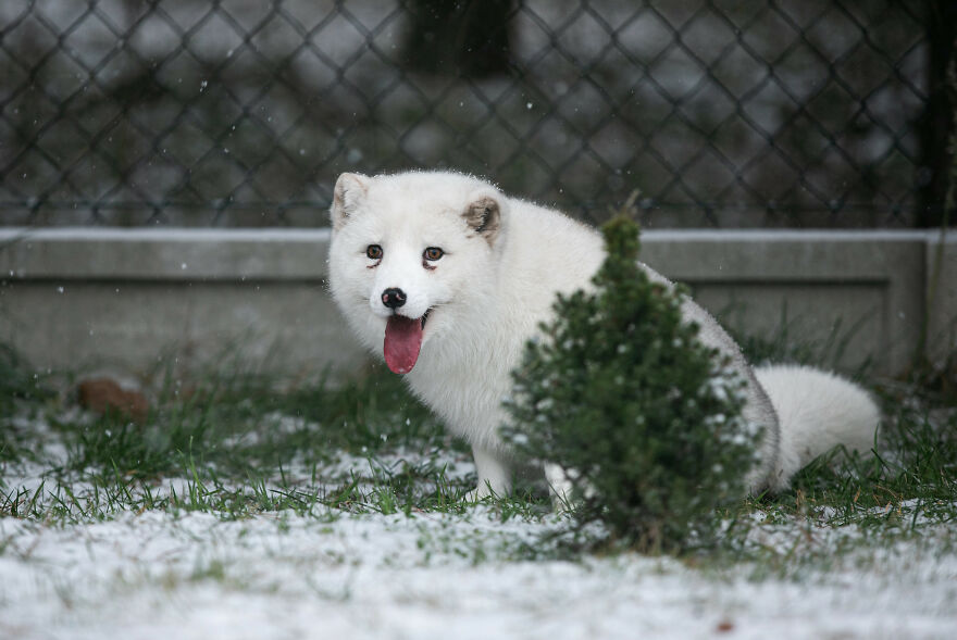 Here's How A Snow Fox We Rescued From A Fur Farm Reacted To Snow For The First Time In His Life Here's How A Snow Fox We Rescued From A Fur Farm Reacted To Snow For The First Time In His Life