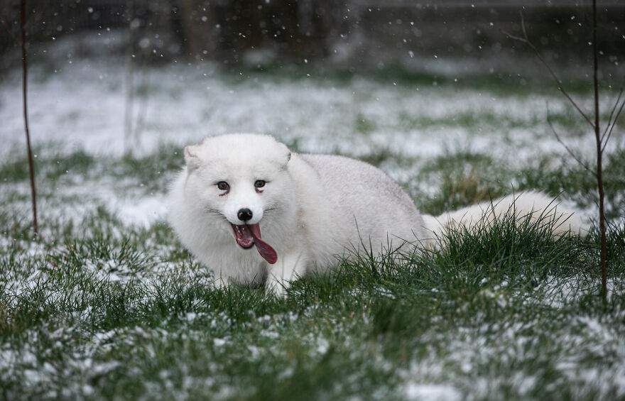 Here's How A Snow Fox We Rescued From A Fur Farm Reacted To Snow For The First Time In His Life Here's How A Snow Fox We Rescued From A Fur Farm Reacted To Snow For The First Time In His Life