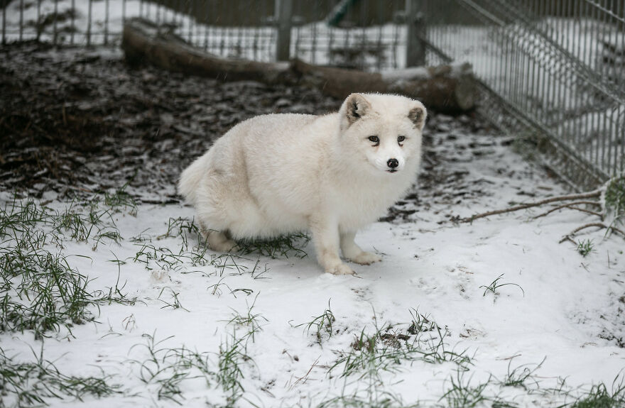 Here's How A Snow Fox We Rescued From A Fur Farm Reacted To Snow For The First Time In His Life Here's How A Snow Fox We Rescued From A Fur Farm Reacted To Snow For The First Time In His Life