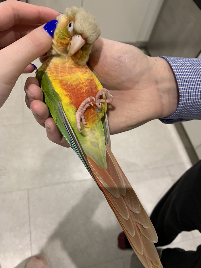This Is Kiwi And He Loves Scritches And To Be Held