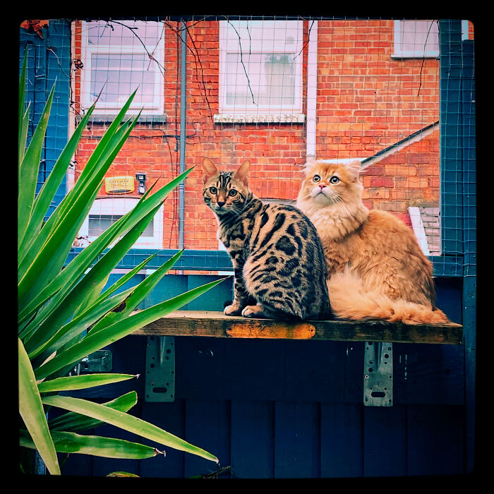 Tum-Tum And Gummi Enjoying Their Favourite Shelf