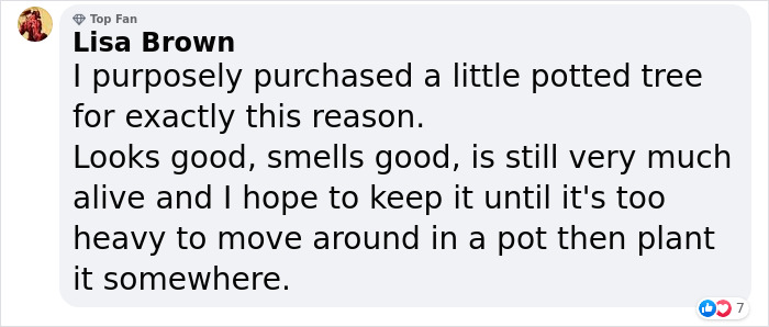 London&rsquo;s Christmas Tree Rental Provides A Solution That Solves The Real VS. Artificial Tree Debate