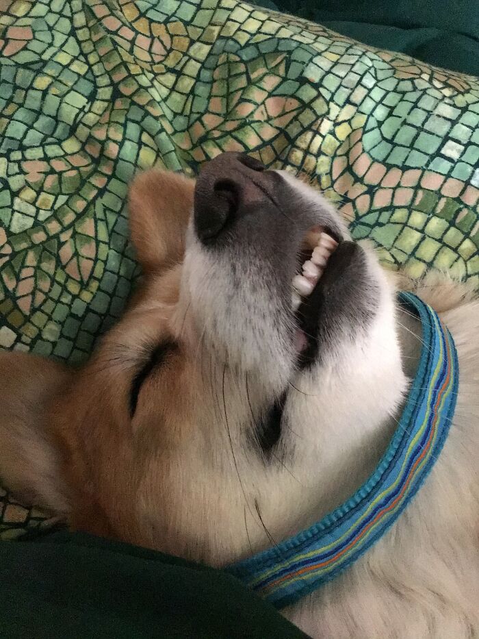Teefs