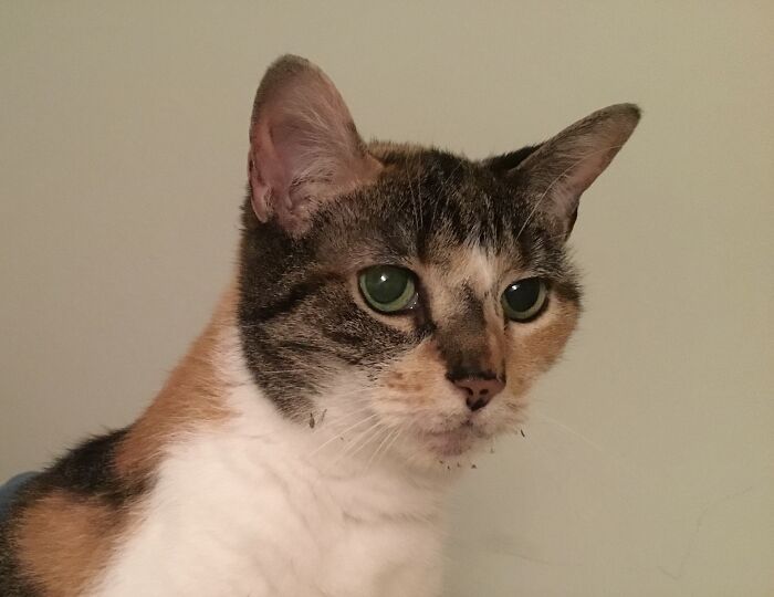 There’s Cat Nip? Who Knew?