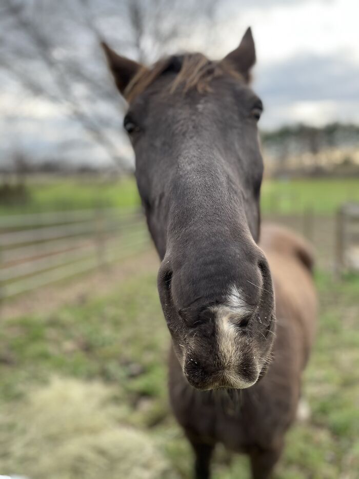 This Is My Good Side (Cinnamon, 12 Year/Old Tennessee Walker)