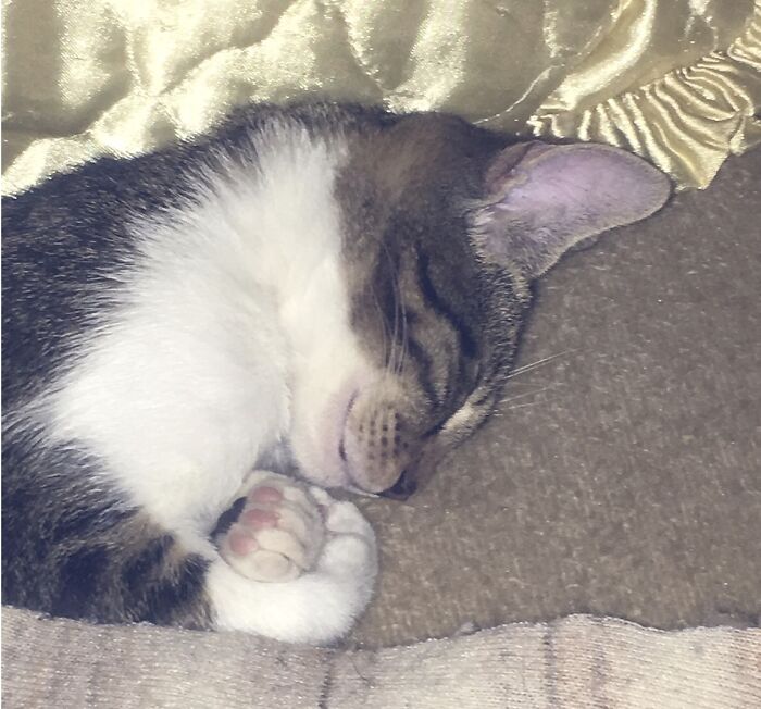 Sissi, Age 2. Angelic Kitty 🐱