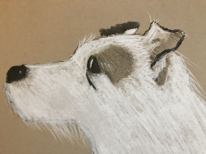 My Little Psychopath Gidget. She’s Part Jack Russell And Part Whippet