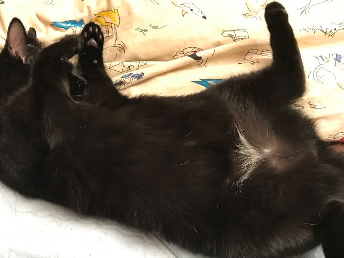 Inky And Her Oddly Shaped White Bits