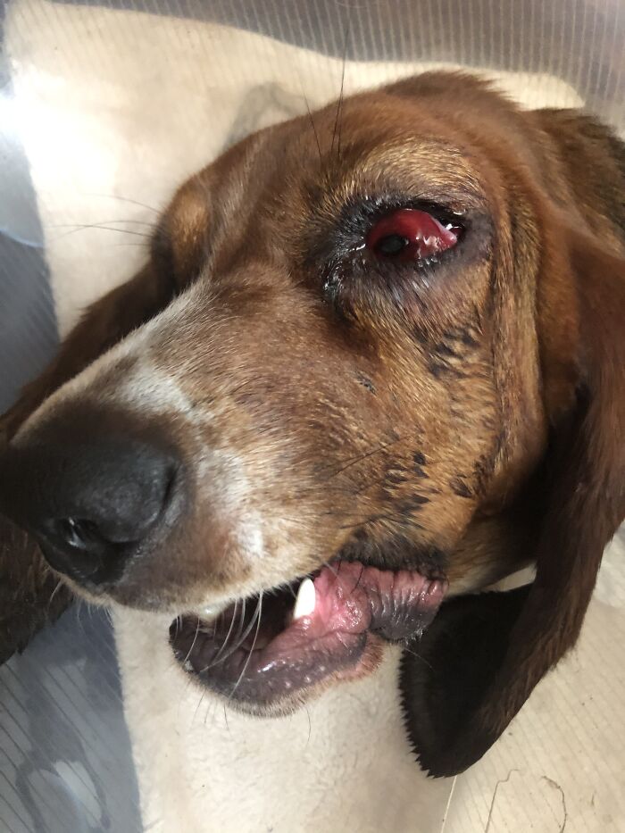 Shortly After Her Eye Surgery The Wind Got Infected. Disclaimer: She's Doing Perfectly Fine Now