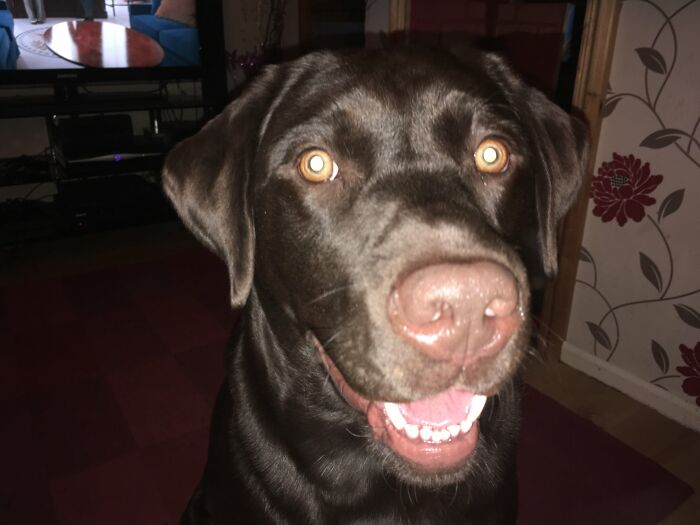 My Teddy Bear. Rescued 3 Years Ago. Love Him To Pieces