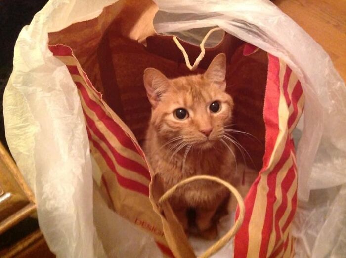 Scooter Helps With Gift Wrapping.