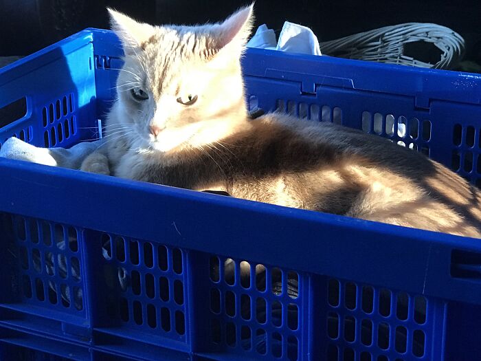 No You Don’t (He Is In A Laundry Basket)