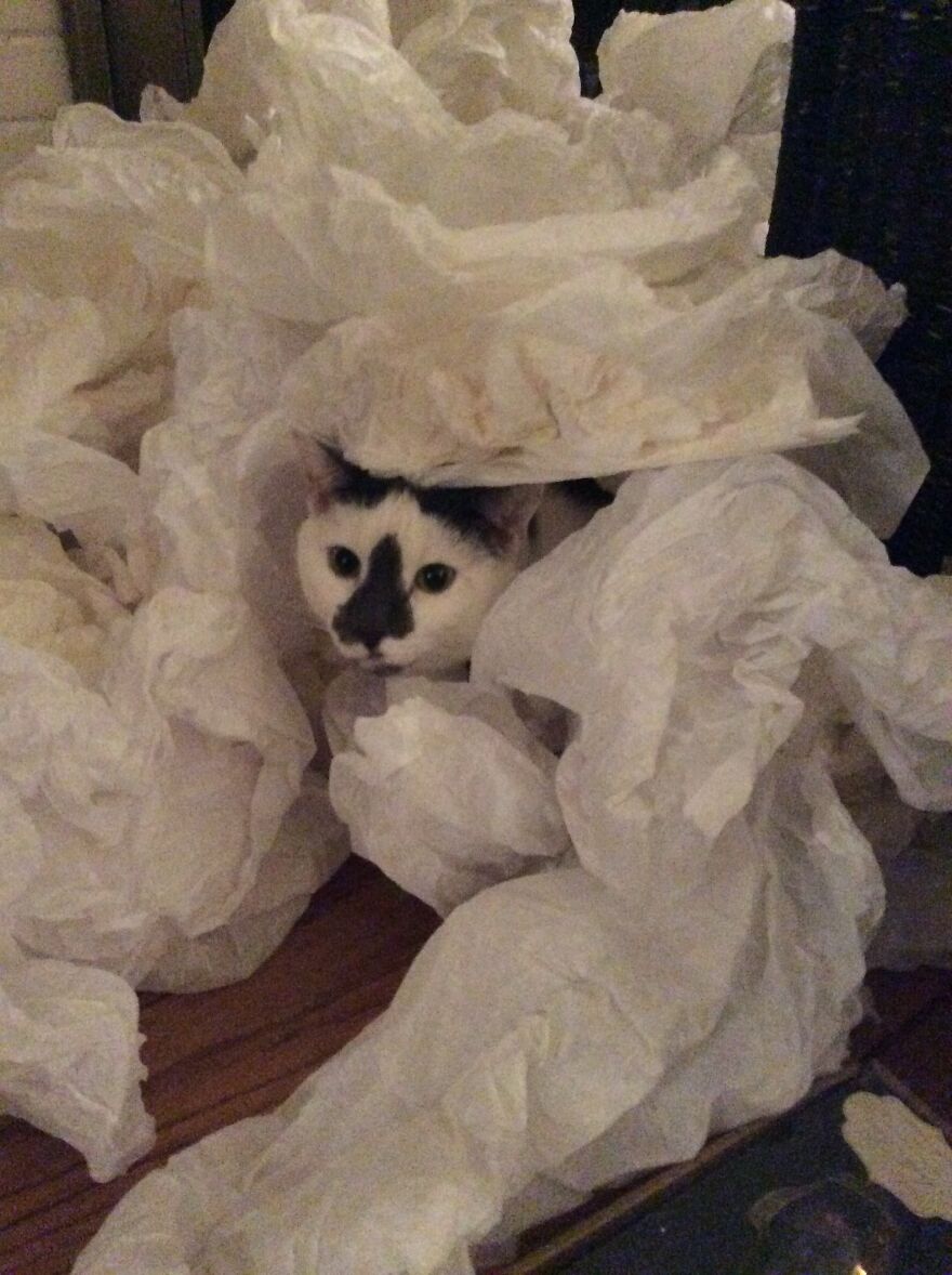 Meet My Cat, Seymour!