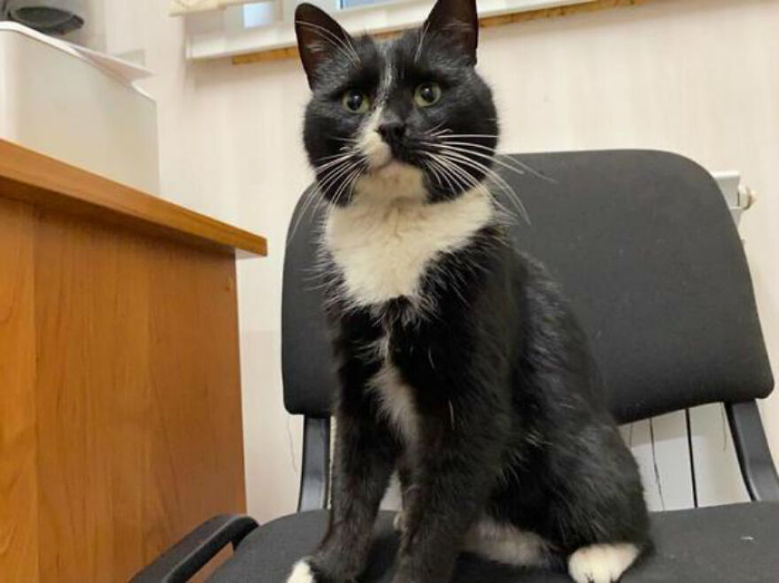 Worker Rescues Cat In A Bag Only Seconds Away From It Being Crushed By Garbage Machine