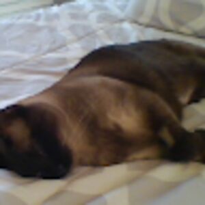 lilliancastellow avatar