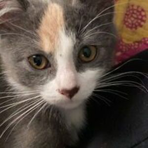 anne_kilpatrick avatar