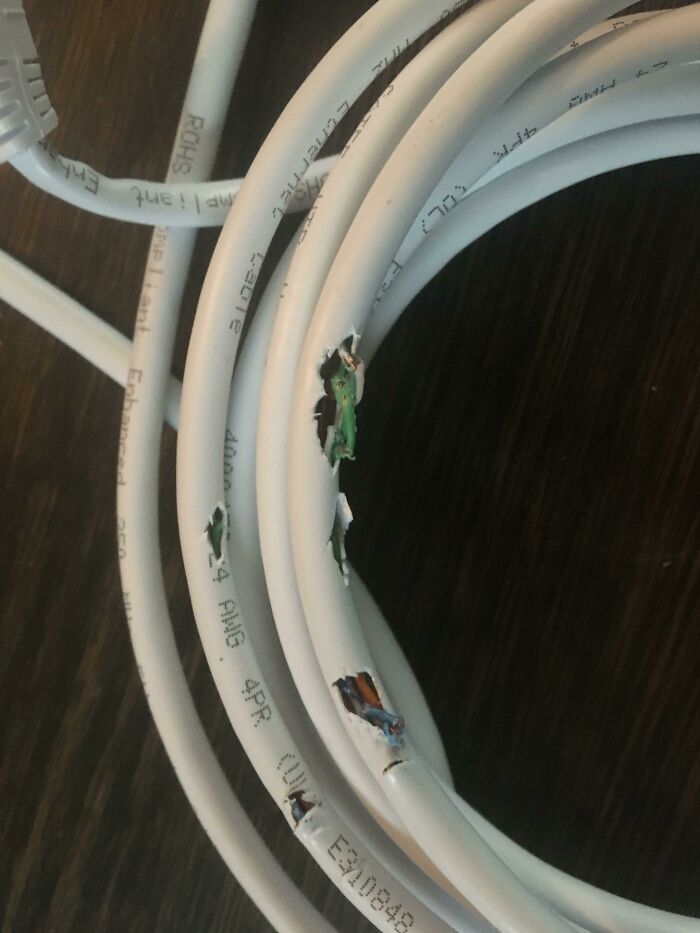 I Found Out Why Internet Has Been Spotty (Yes, I Have A Rabbit)