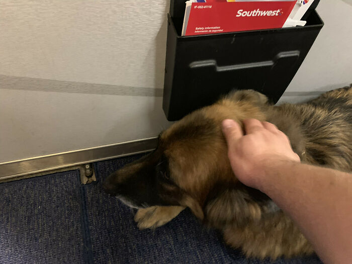 I Started To Sit In Open Seat On My Flight When The Attendant Said "Oh Sir! You Can Sit There But Please Be Aware That Those Seats Are Reserved For A Large Dog! Is That Ok?" Me: “I Would Pay Extra To Sit Next To A Dog On Every Flight!” Meet Hervin