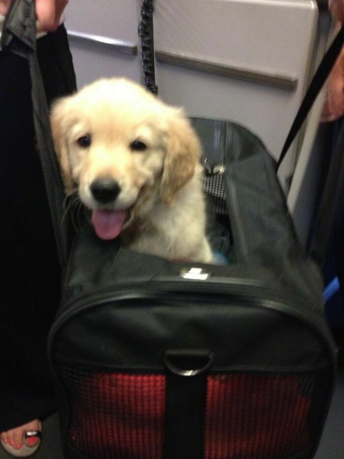 I Work As A Flight Attendant And This Is The Cutest Passenger I've Ever Met