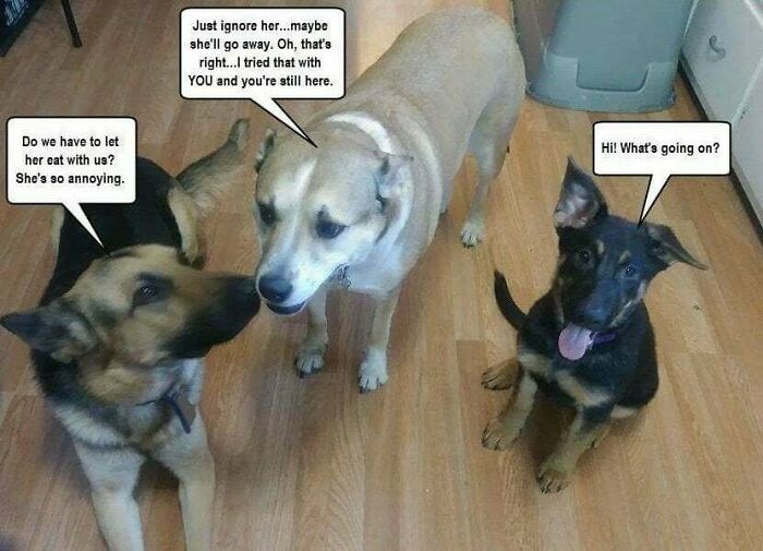 My Father In Law Likes To Caption Pictures Of My Pets On Facebook