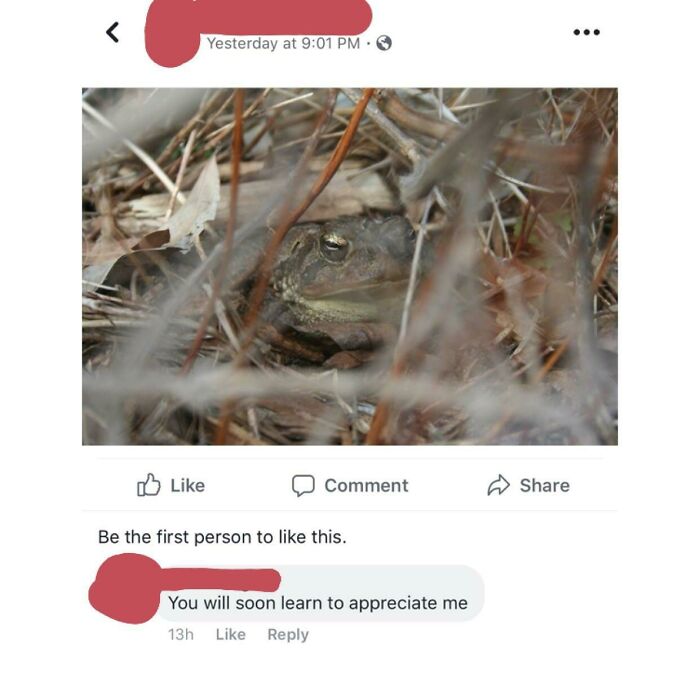 My Uncle Just Left This Comment On His Own Picture Of A Frog. There Are No Other Comments Or Likes