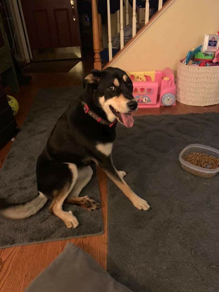 The HOA Jerks From My Friend's Neighborhood Took Down Every "Missing Dog" Flyer, My Friend's Dog Was Missing For Days And Days And Like A Miracle The Dog Came Back To Her House Today