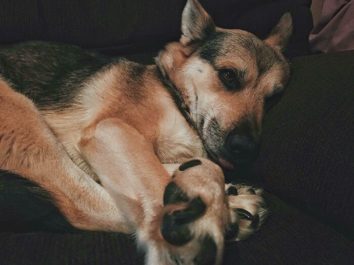 This Is Emma. She's Tired Because She Went On An Adventure By Herself For The Past 2 Days And Got Lost