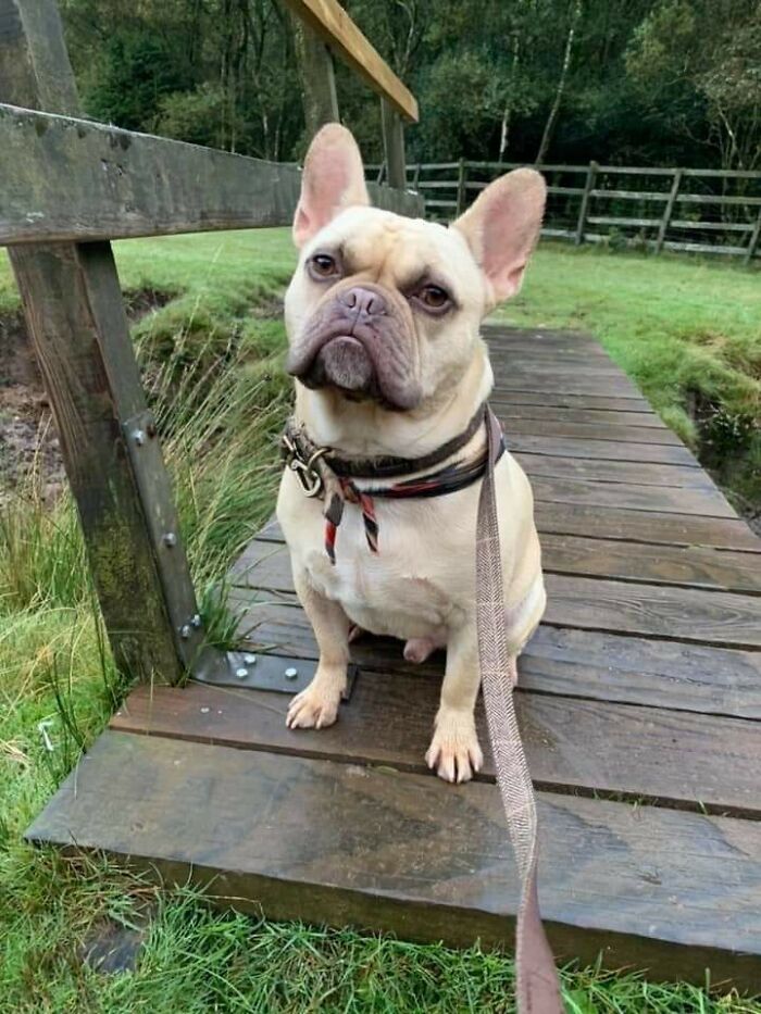 A Very Good Boy After He Found His Way Back To His Mum After 12 Hours Lost At Night In 1000km Of Moorland