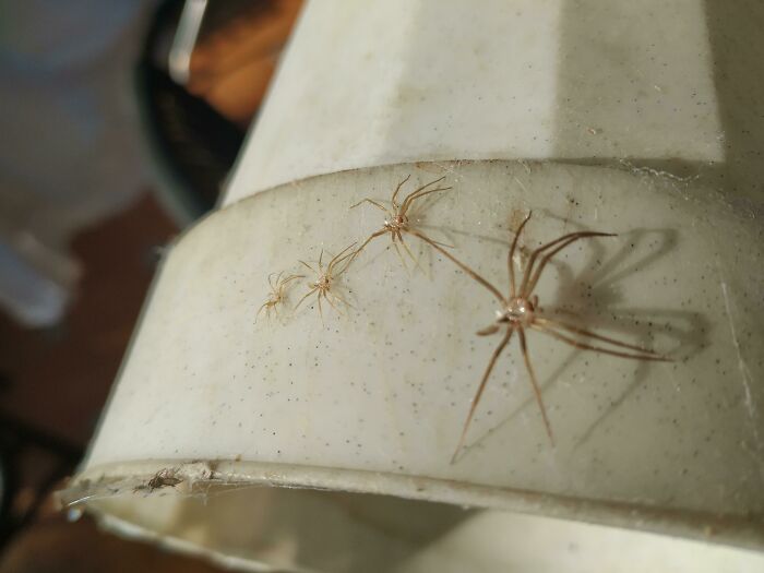 This Spider Changed His Skin Several Times In The Same Spot