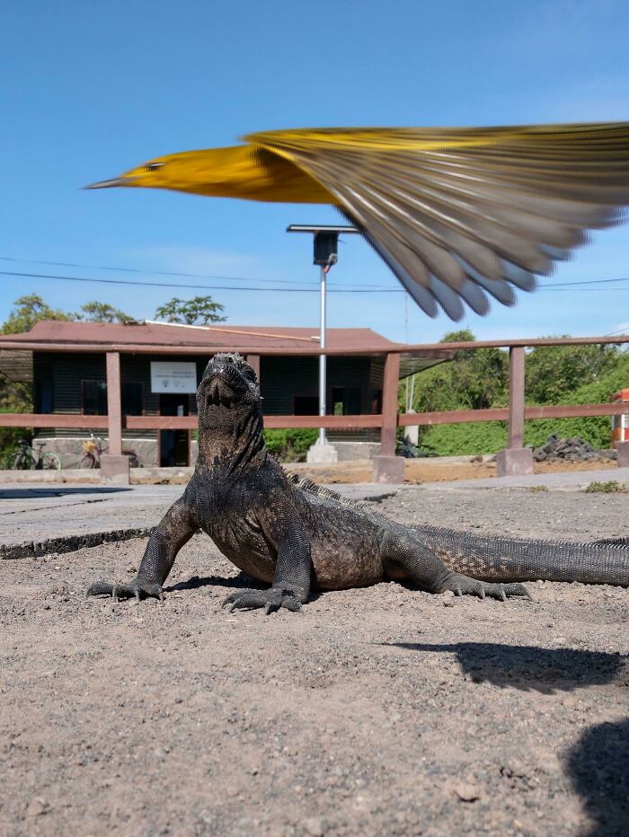 A Yellow Warbler Flew Into Frame, Whilst Taking A Snap Of An Iguana