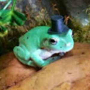 chaoticneutral avatar