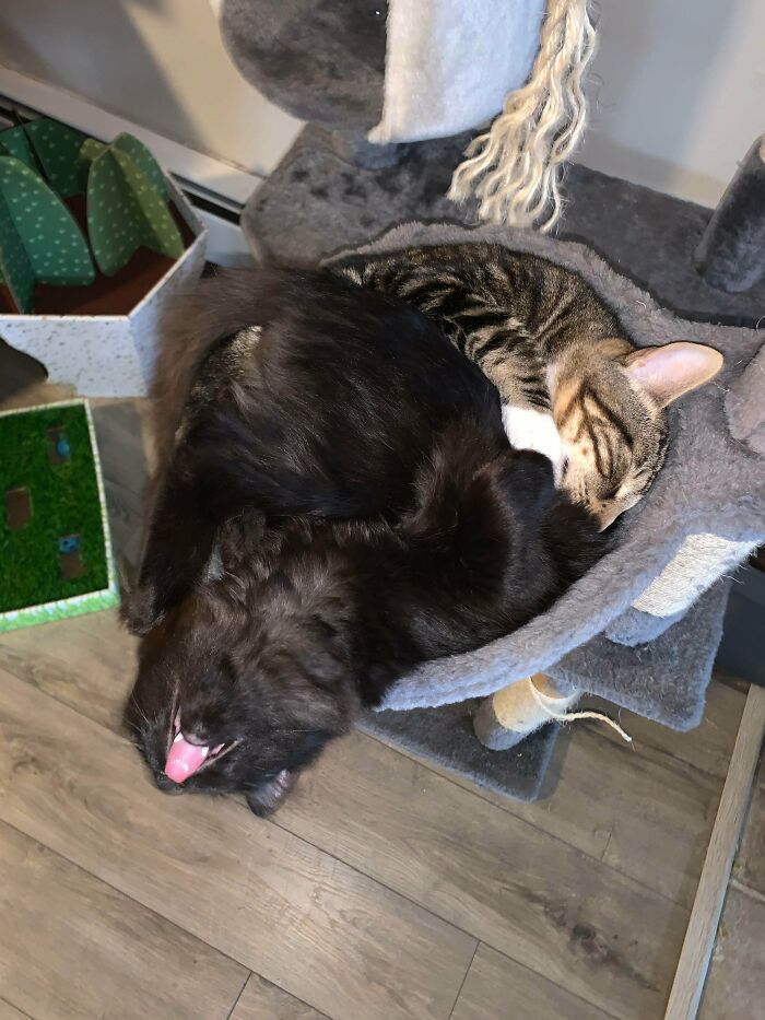 I Think He’s Broke Lol