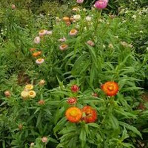 1018949041937352 avatar