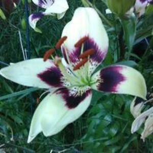 abigailsetzer avatar